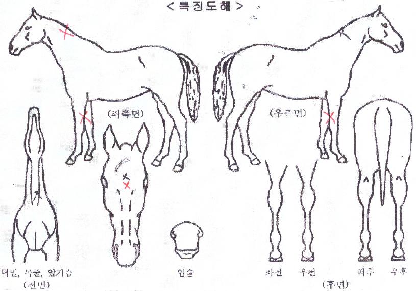 À§³Ê½º·çŰÀÇ Ãø¸é,¿ì¸é,µÞ¸é,µÎ»ó,´Ù¸®ÀÇ Æ¯Â¡µµÇØ