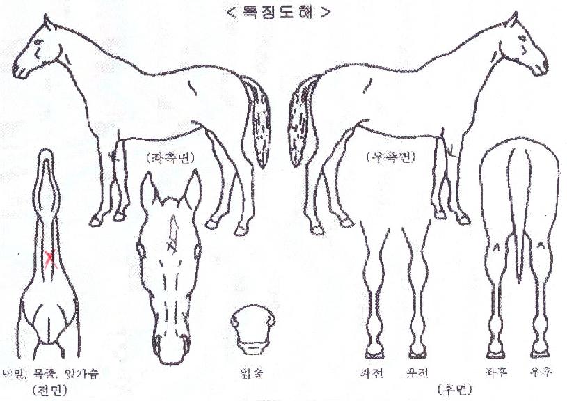 ���̰����� ����,���,�޸�,�λ�,�ٸ��� Ư¡����