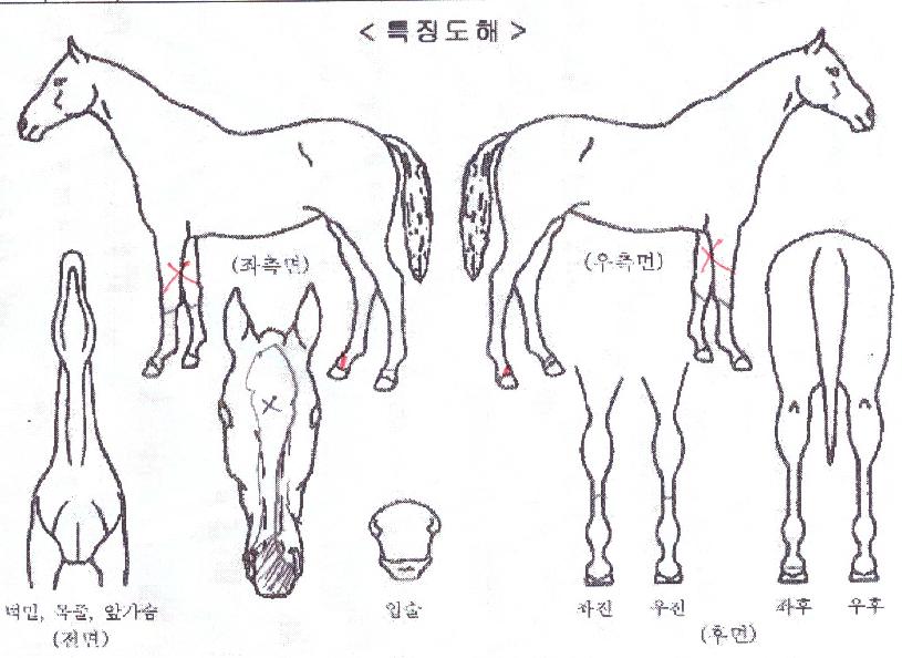 ����������� ����,���,�޸�,�λ�,�ٸ��� Ư¡����