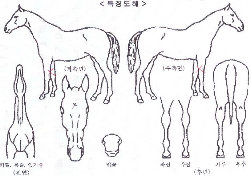 ĸƾ�巡���� ����,���,�޸�,�λ�,�ٸ��� Ư¡����