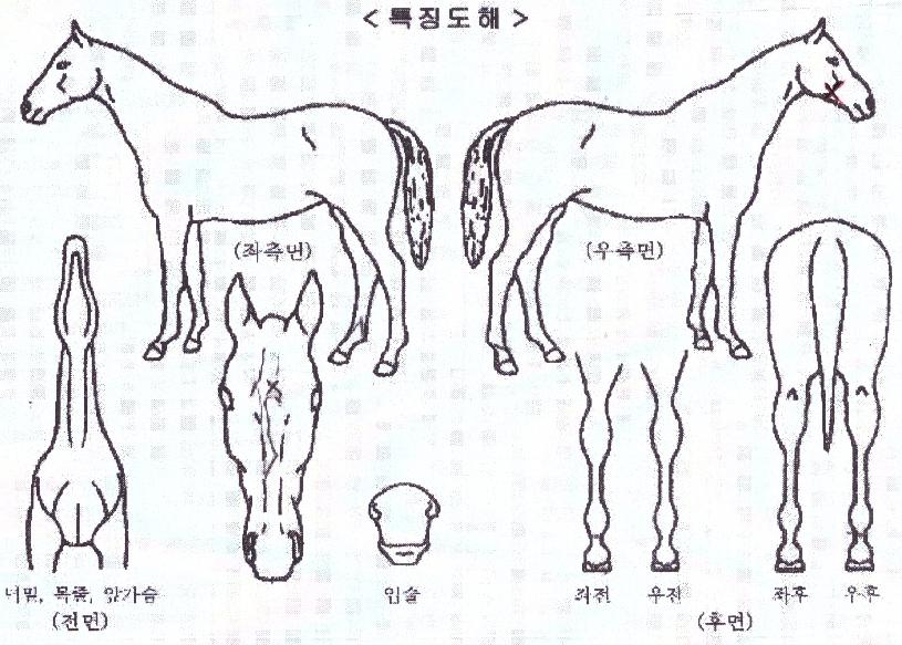 �����̸���� ����,���,�޸�,�λ�,�ٸ��� Ư¡����