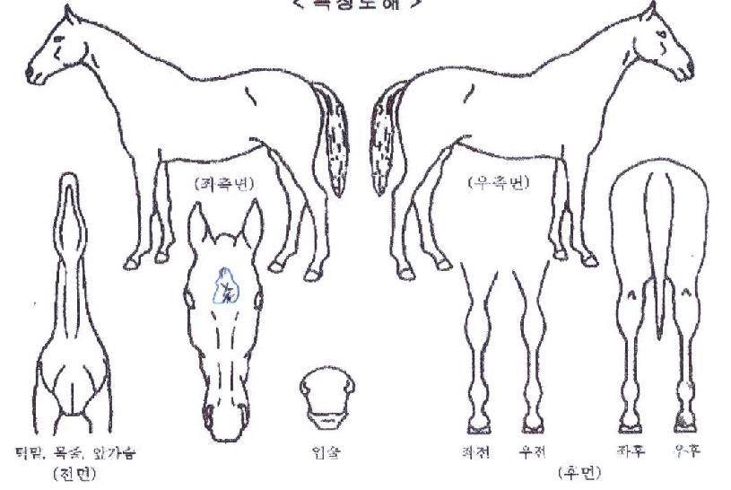 ¼º½ÇèÇǾðÀÇ Ãø¸é,¿ì¸é,µÞ¸é,µÎ»ó,´Ù¸®ÀÇ Æ¯Â¡µµÇØ