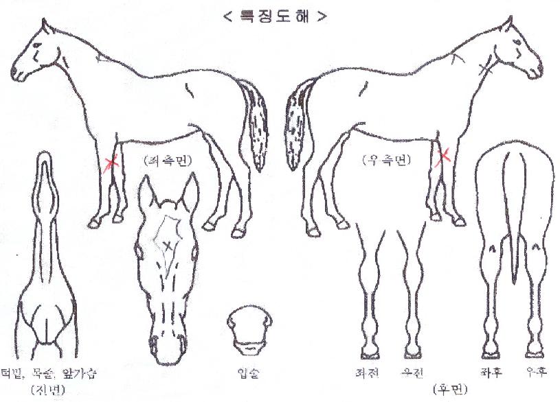 ���̷����� ����,���,�޸�,�λ�,�ٸ��� Ư¡����