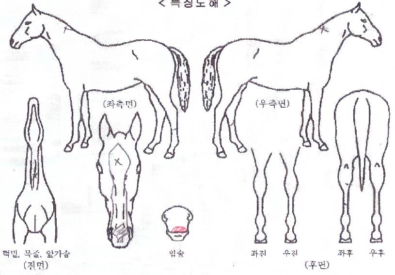 �����ø��� ����,���,�޸�,�λ�,�ٸ��� Ư¡����