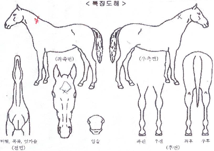 �����̴��̰��� ����,���,�޸�,�λ�,�ٸ��� Ư¡����