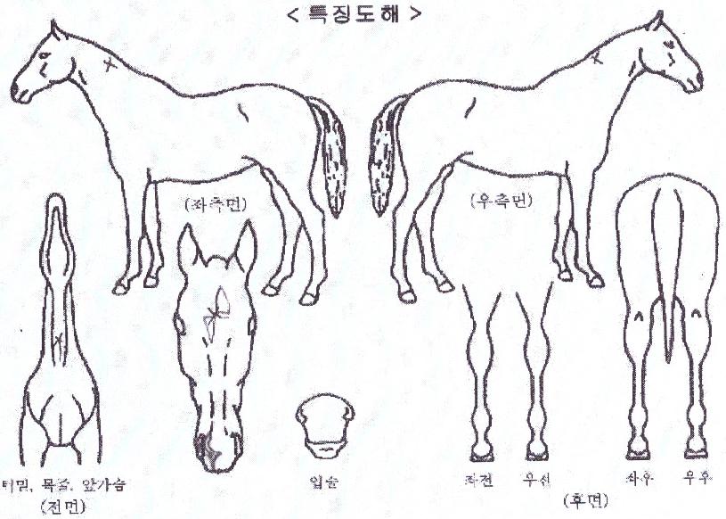 ¿ÀǸÇÀÇ Ãø¸é,¿ì¸é,µÞ¸é,µÎ»ó,´Ù¸®ÀÇ Æ¯Â¡µµÇØ