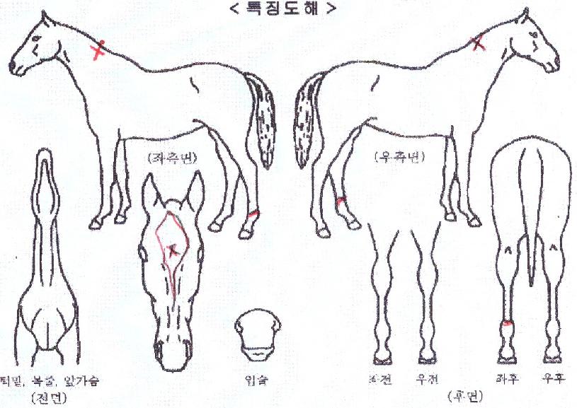 ���ָ�è���� ����,���,�޸�,�λ�,�ٸ��� Ư¡����