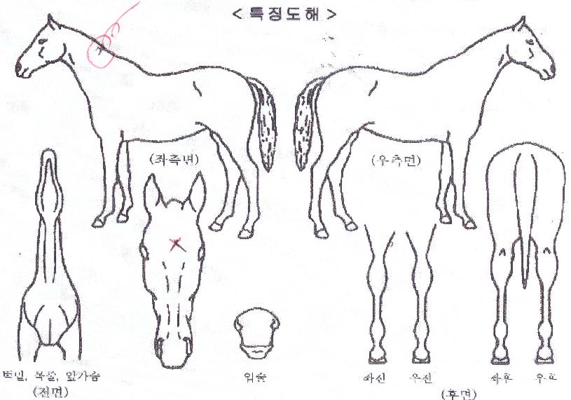 ¼¼±¤¶óÀÌÆ®ÀÇ Ãø¸é,¿ì¸é,µÞ¸é,µÎ»ó,´Ù¸®ÀÇ Æ¯Â¡µµÇØ