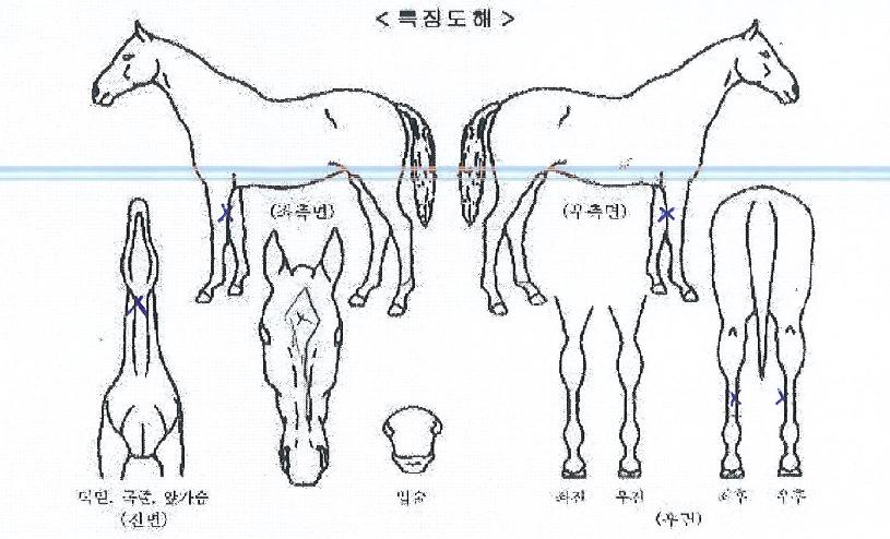 ´ÚÅÍÄ«¶óÀÇ Ãø¸é,¿ì¸é,µÞ¸é,µÎ»ó,´Ù¸®ÀÇ Æ¯Â¡µµÇØ