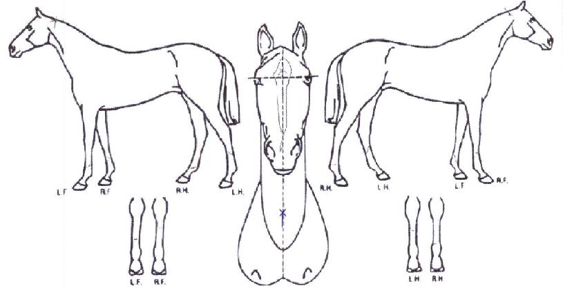 ¼Ò´ÏÄýÀÌÁöÀÇ Ãø¸é,¿ì¸é,µÞ¸é,µÎ»ó,´Ù¸®ÀÇ Æ¯Â¡µµÇØ