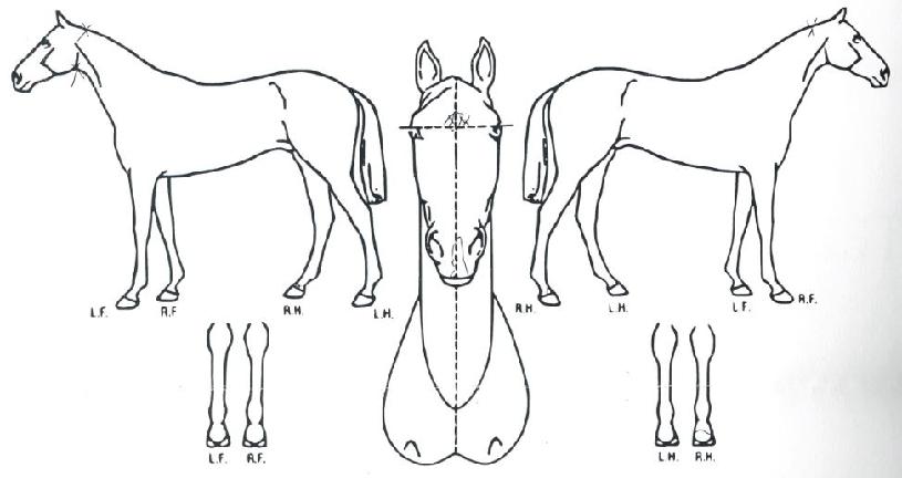 ���̴����� ����,���,�޸�,�λ�,�ٸ��� Ư¡����