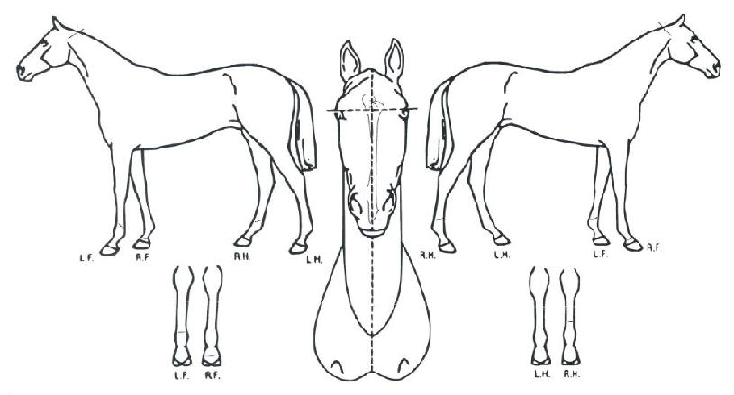 ī����ٺ��� ����,���,�޸�,�λ�,�ٸ��� Ư¡����