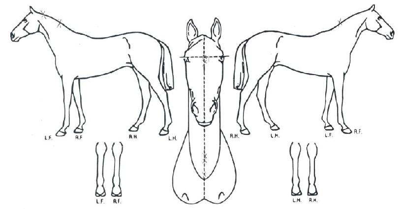 �����ظ��� ����,���,�޸�,�λ�,�ٸ��� Ư¡����