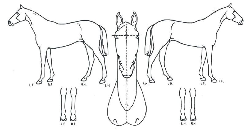 ��Ű�������� ����,���,�޸�,�λ�,�ٸ��� Ư¡����