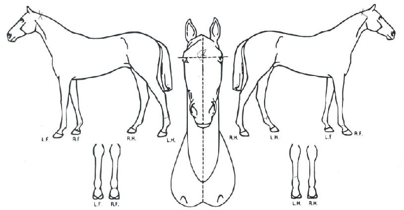 �����丣�� ����,���,�޸�,�λ�,�ٸ��� Ư¡����