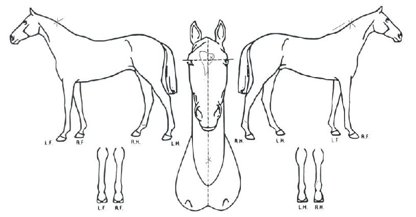 ���ϺҸ��� ����,���,�޸�,�λ�,�ٸ��� Ư¡����