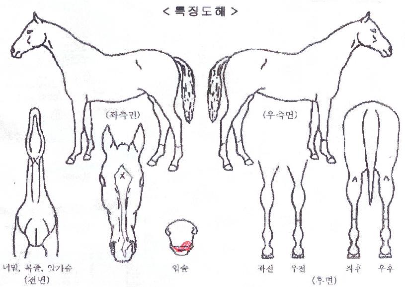 ³ªÀ̾ƵåÀÇ Ãø¸é,¿ì¸é,µÞ¸é,µÎ»ó,´Ù¸®ÀÇ Æ¯Â¡µµÇØ