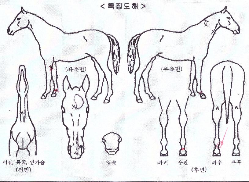 ¿À¾Æ½Ã½ºÀ§Å°ÀÇ Ãø¸é,¿ì¸é,µÞ¸é,µÎ»ó,´Ù¸®ÀÇ Æ¯Â¡µµÇØ