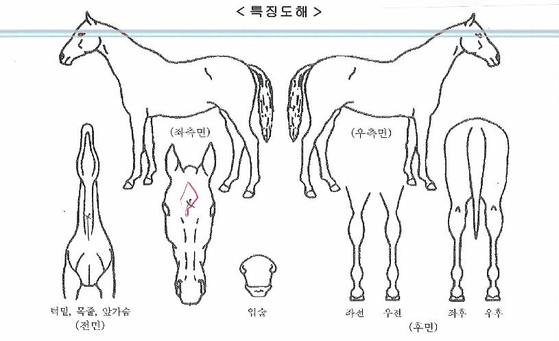 �����̵������� ����,���,�޸�,�λ�,�ٸ��� Ư¡����