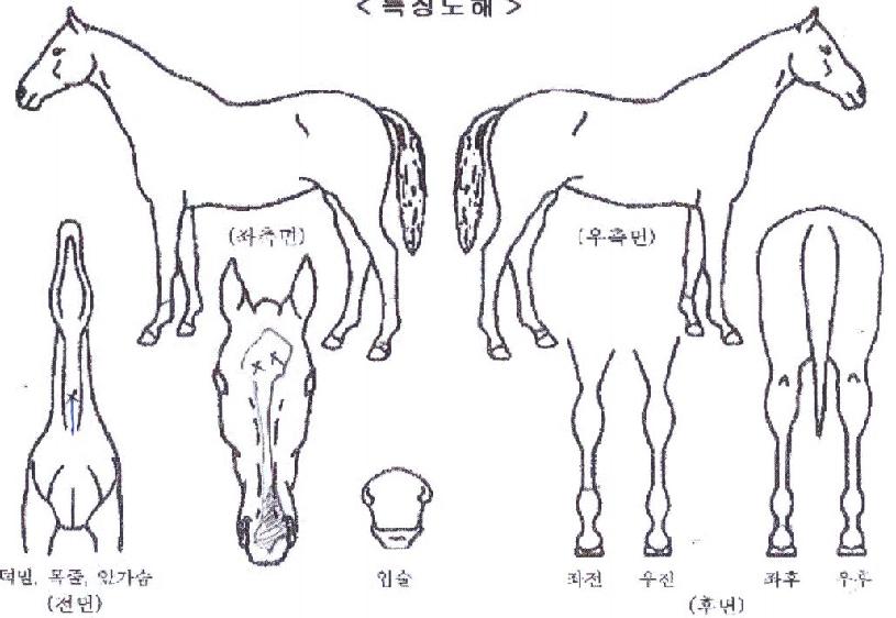 �ض������� ����,���,�޸�,�λ�,�ٸ��� Ư¡����