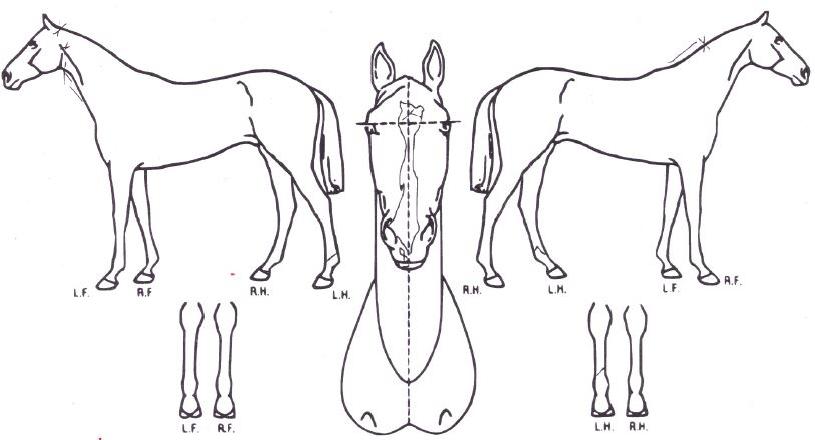 ��Ű��Ʈ���� ����,���,�޸�,�λ�,�ٸ��� Ư¡����