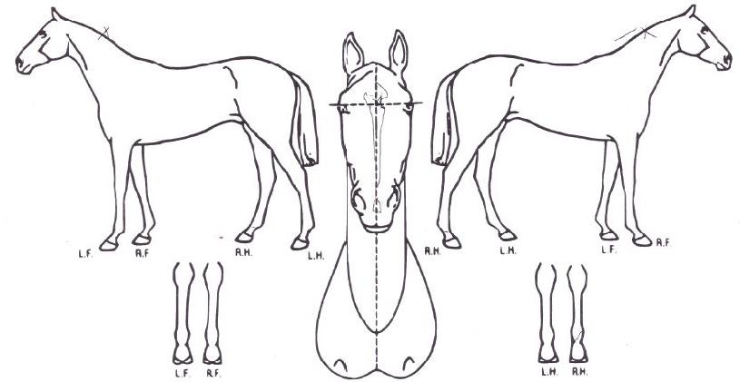 ��������� ����,���,�޸�,�λ�,�ٸ��� Ư¡����