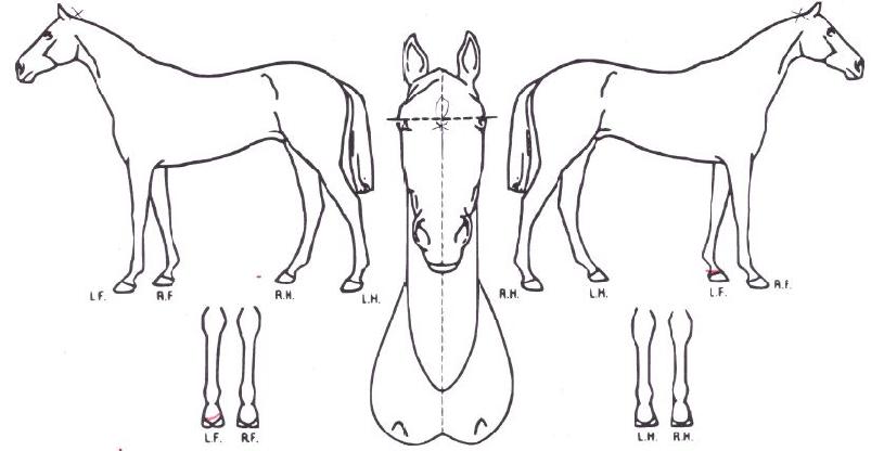 ��ī��Ÿ�� ����,���,�޸�,�λ�,�ٸ��� Ư¡����