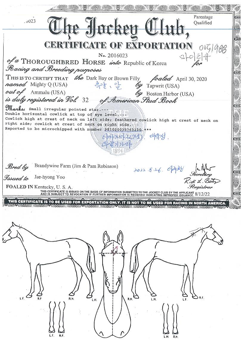 ¸¶ÀÌÆ¼Å¥ÀÇ Ãø¸é,¿ì¸é,µÞ¸é,µÎ»ó,´Ù¸®ÀÇ Æ¯Â¡µµÇØ