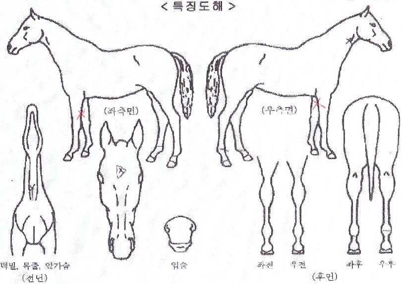 ��ǳ��Ÿ�� ����,���,�޸�,�λ�,�ٸ��� Ư¡����