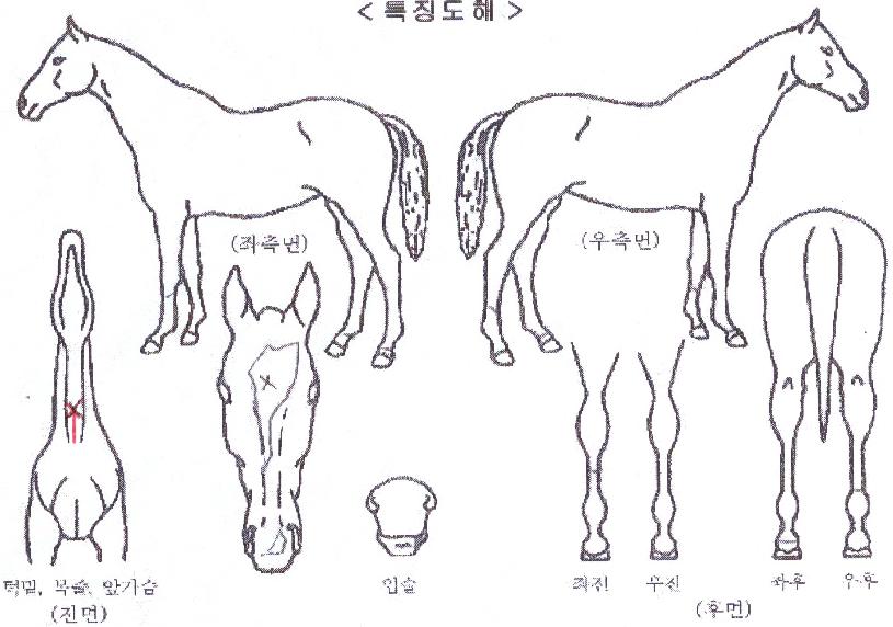 ÅäÇÔ»êŸÀ̰ÅÀÇ Ãø¸é,¿ì¸é,µÞ¸é,µÎ»ó,´Ù¸®ÀÇ Æ¯Â¡µµÇØ