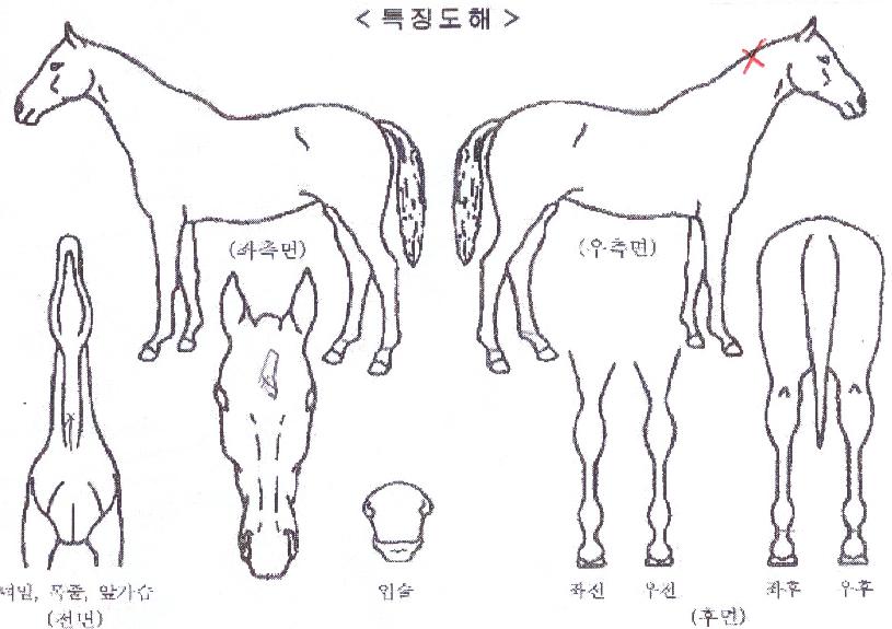 ��뽺Ÿ�� ����,���,�޸�,�λ�,�ٸ��� Ư¡����