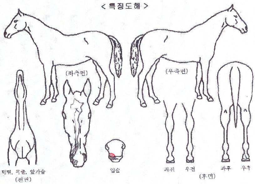 ¾î³ª´õ½ºÅ¸ÀÇ Ãø¸é,¿ì¸é,µÞ¸é,µÎ»ó,´Ù¸®ÀÇ Æ¯Â¡µµÇØ