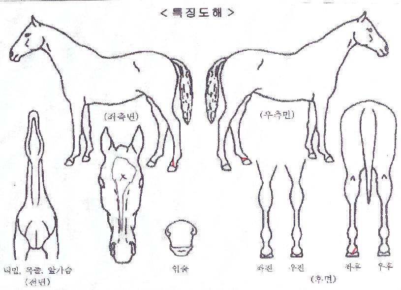 ����Ǯ����ġ�� ����,���,�޸�,�λ�,�ٸ��� Ư¡����