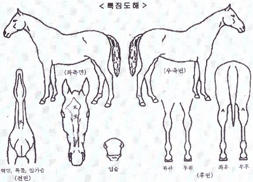 ��ŸƮ���� ����,���,�޸�,�λ�,�ٸ��� Ư¡����