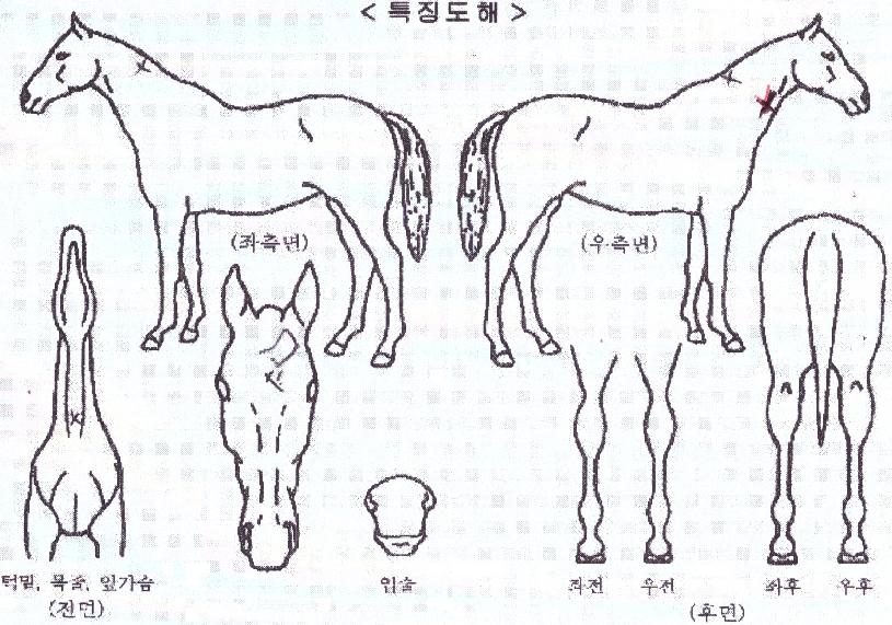 ¸¸»ç¹«»çÀÇ Ãø¸é,¿ì¸é,µÞ¸é,µÎ»ó,´Ù¸®ÀÇ Æ¯Â¡µµÇØ