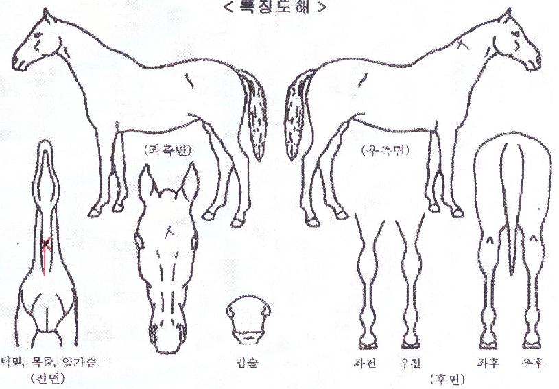 �ķ��� ����,���,�޸�,�λ�,�ٸ��� Ư¡����