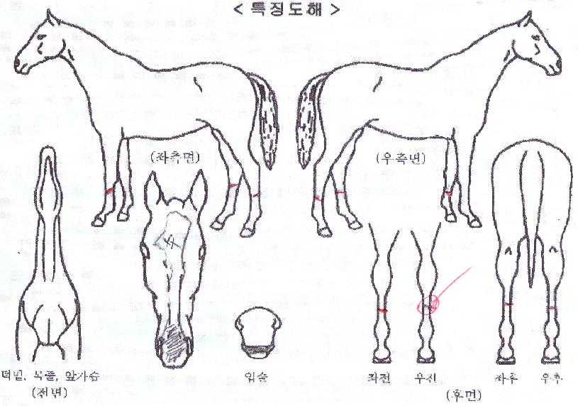 �۷θ������� ����,���,�޸�,�λ�,�ٸ��� Ư¡����