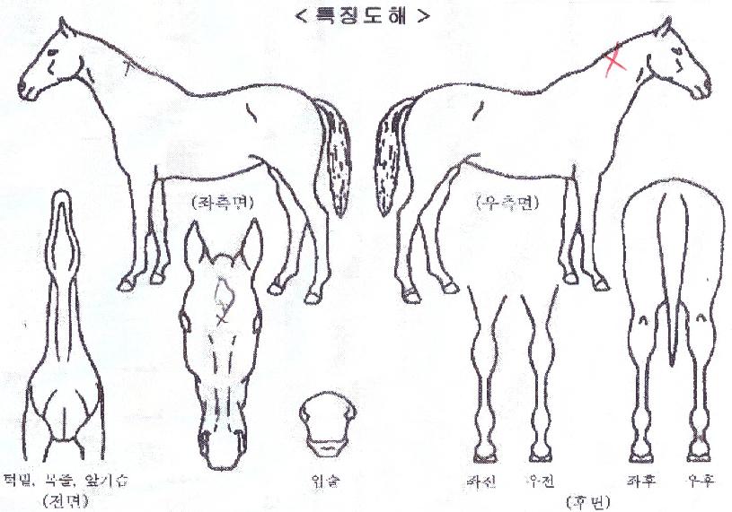 ½Ä½ºÈ÷¾î·ÎÀÇ Ãø¸é,¿ì¸é,µÞ¸é,µÎ»ó,´Ù¸®ÀÇ Æ¯Â¡µµÇØ