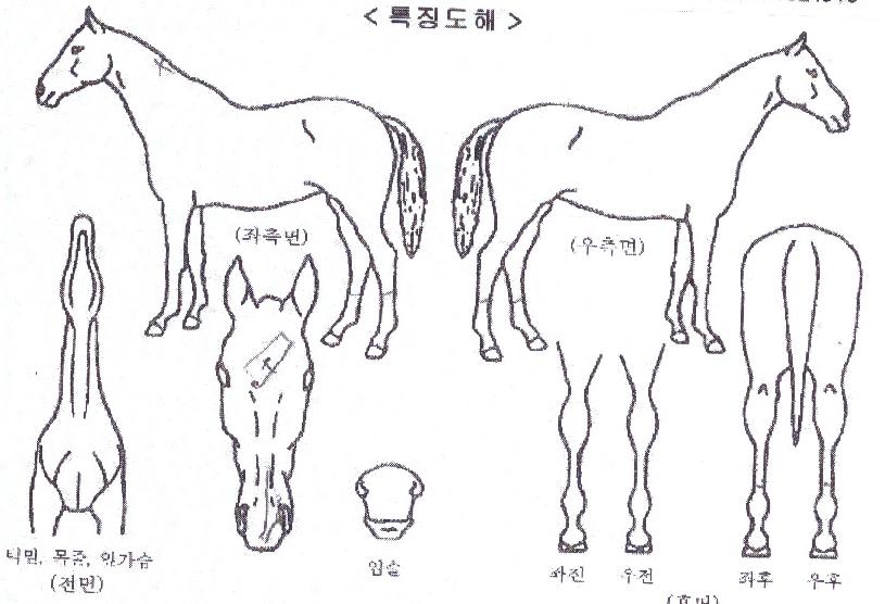 ������������ ����,���,�޸�,�λ�,�ٸ��� Ư¡����