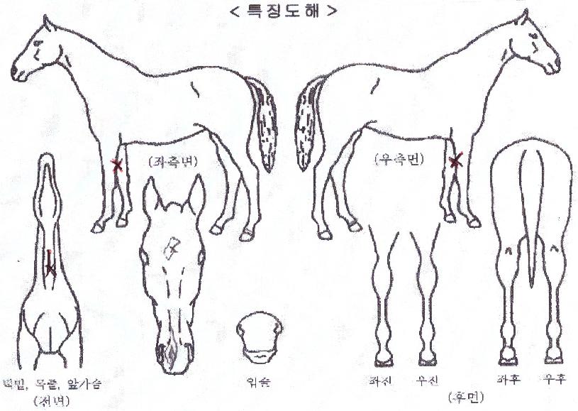 ¾Æ¸§´Ù¿î³¯µéÀÇ Ãø¸é,¿ì¸é,µÞ¸é,µÎ»ó,´Ù¸®ÀÇ Æ¯Â¡µµÇØ