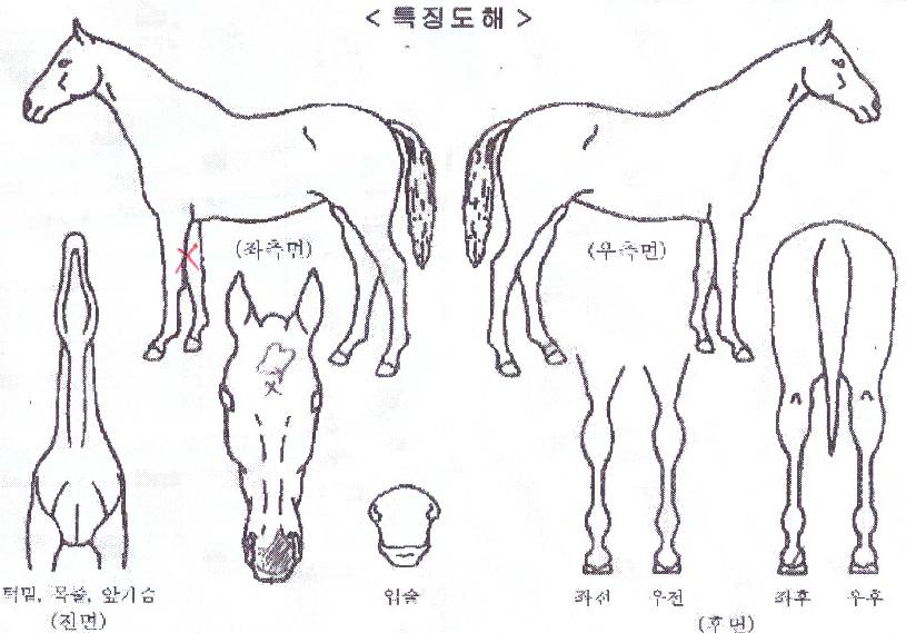 �����Ǻ��� ����,���,�޸�,�λ�,�ٸ��� Ư¡����