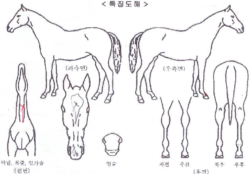 º£¸®ÄýÀÇ Ãø¸é,¿ì¸é,µÞ¸é,µÎ»ó,´Ù¸®ÀÇ Æ¯Â¡µµÇØ