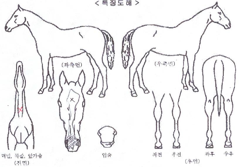 À©µå¿þÀÌÀÇ Ãø¸é,¿ì¸é,µÞ¸é,µÎ»ó,´Ù¸®ÀÇ Æ¯Â¡µµÇØ