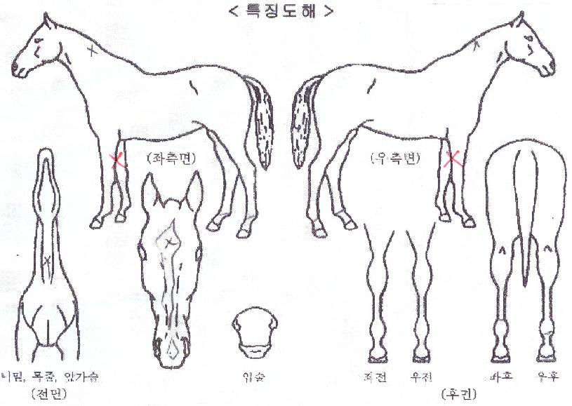 ���̾ƿ����� ����,���,�޸�,�λ�,�ٸ��� Ư¡����