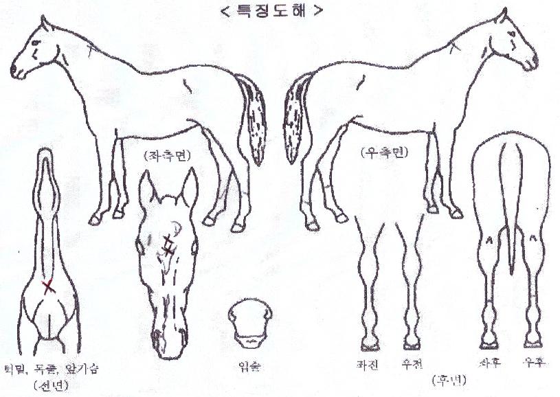 µå¸£Äñ´ÙÀÇ Ãø¸é,¿ì¸é,µÞ¸é,µÎ»ó,´Ù¸®ÀÇ Æ¯Â¡µµÇØ