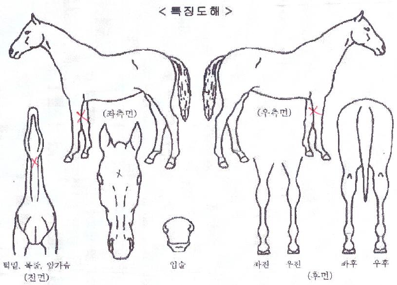 ¸ÅÁ÷µå·¡°ïÀÇ Ãø¸é,¿ì¸é,µÞ¸é,µÎ»ó,´Ù¸®ÀÇ Æ¯Â¡µµÇØ