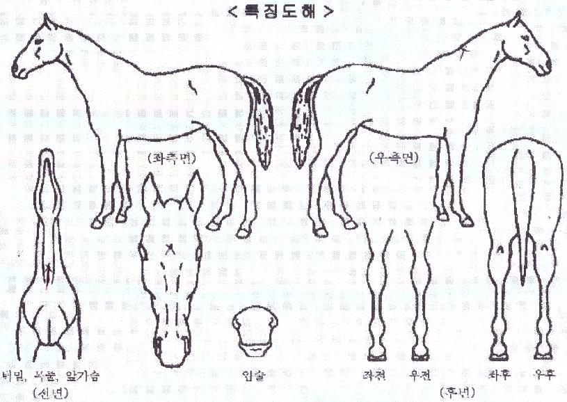 ¼¼ÀϸµÀÇ Ãø¸é,¿ì¸é,µÞ¸é,µÎ»ó,´Ù¸®ÀÇ Æ¯Â¡µµÇØ