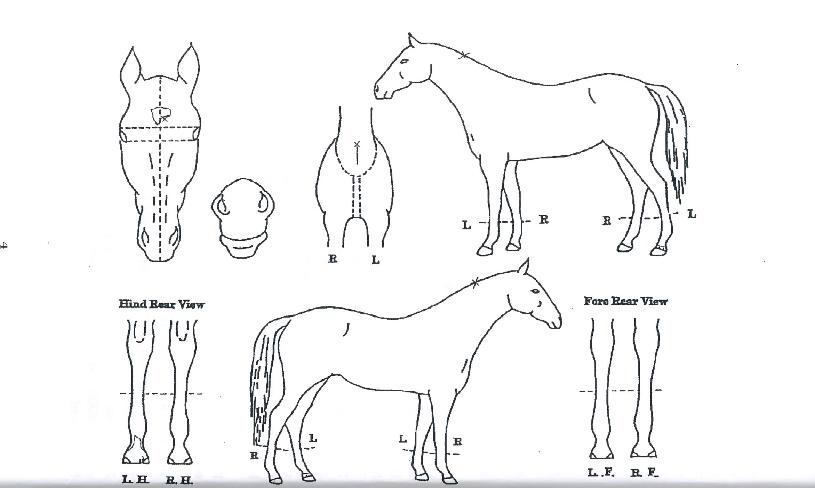 ��Ű���� ����,���,�޸�,�λ�,�ٸ��� Ư¡����