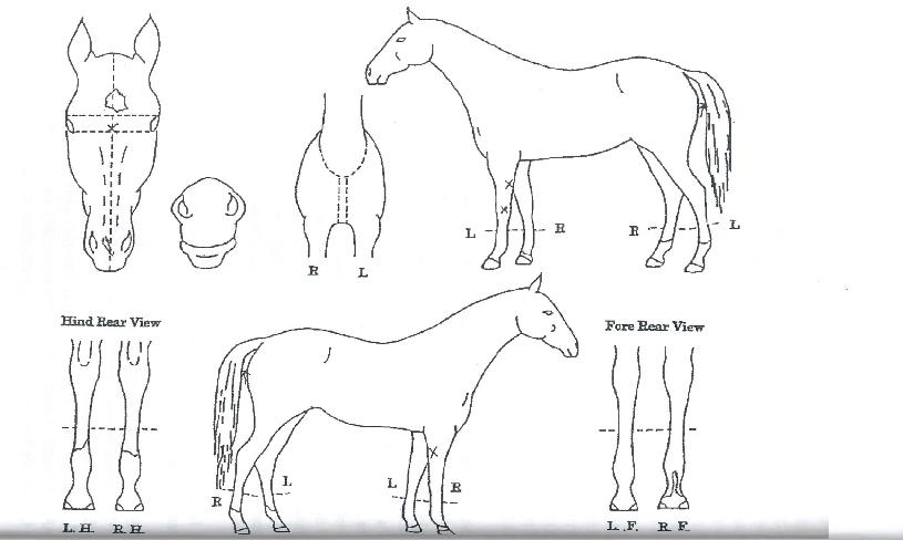 ·¦ÅͽºÀÇ Ãø¸é,¿ì¸é,µÞ¸é,µÎ»ó,´Ù¸®ÀÇ Æ¯Â¡µµÇØ