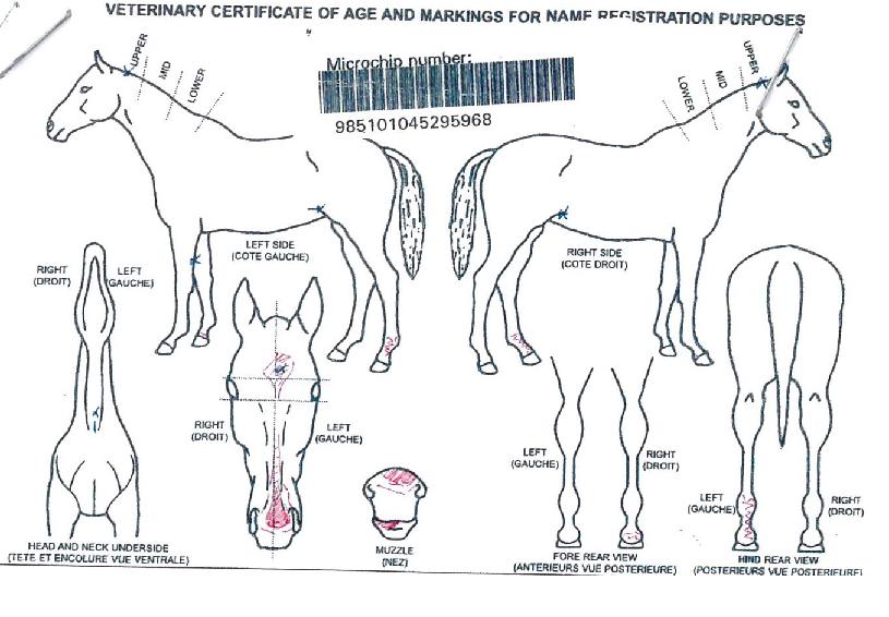 ŷ���ǵ��� ����,���,�޸�,�λ�,�ٸ��� Ư¡����